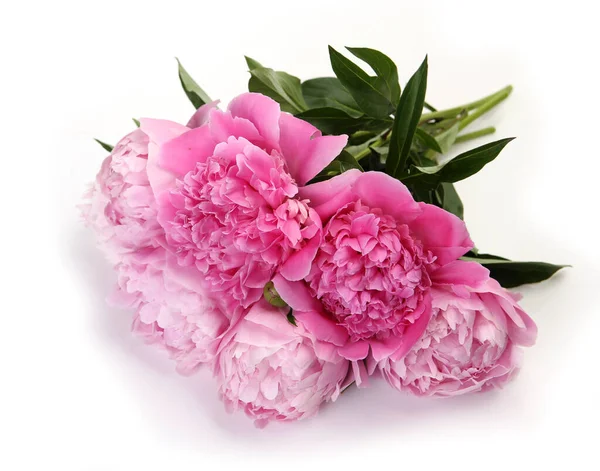 Beyaz arka planda çiçek açan pembe şakayıklar