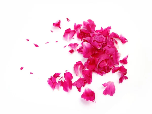 Roze Pioenroos Bloemblaadjes Een Witte Achtergrond — Stockfoto