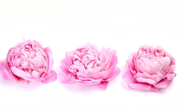Цветущие Розовые Пионы Белом Фоне — стоковое фото