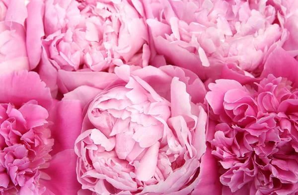 Surface Des Pivoines Roses Fleurs — Photo