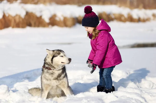 Girl Husky Snow Stock Image