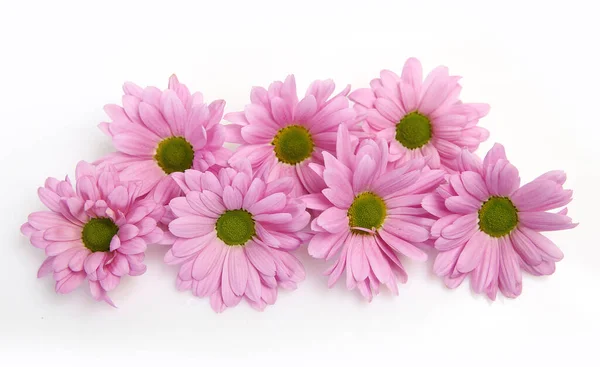 Pink Chrysanthemums White Background Royalty Free Stock Images