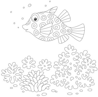 Boxfish bir resif üzerinde
