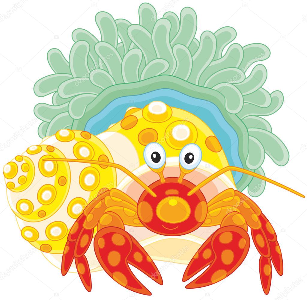 Diogenes-crab with an actinia