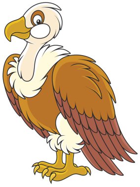 beyaz başlı akbaba