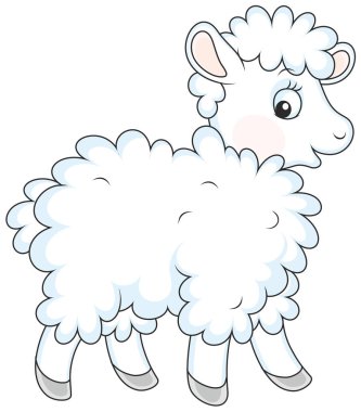 Küçük kıvırcık koyun