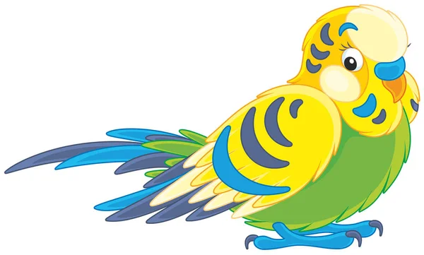 Budgerigar verde — Vector de stock