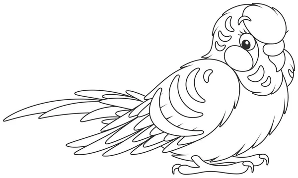 Trochu legrační Papoušek vlnitý — Stockový vektor