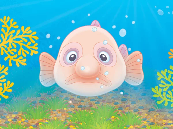 Sad Blob fish — Stock Photo, Image