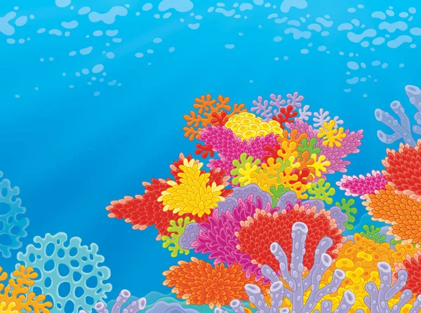 Кораллы на рифе — стоковое фото