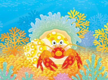 Diyojen-Yengeç ile bir actinia