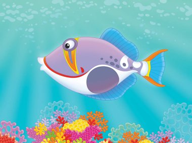 Tetik balık bir resif üzerinde