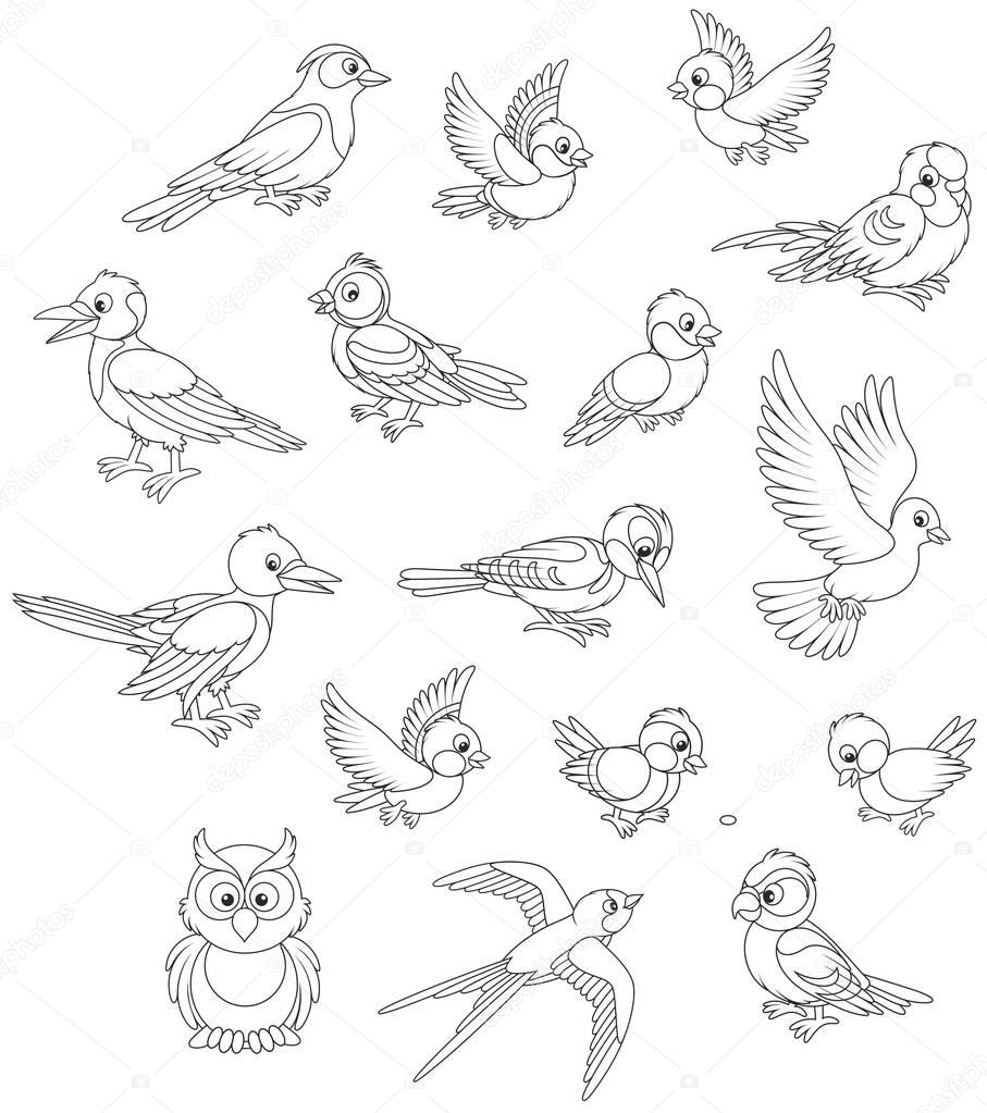 Black and white vector illustrations of different birds drawn in cartoon style including several species
