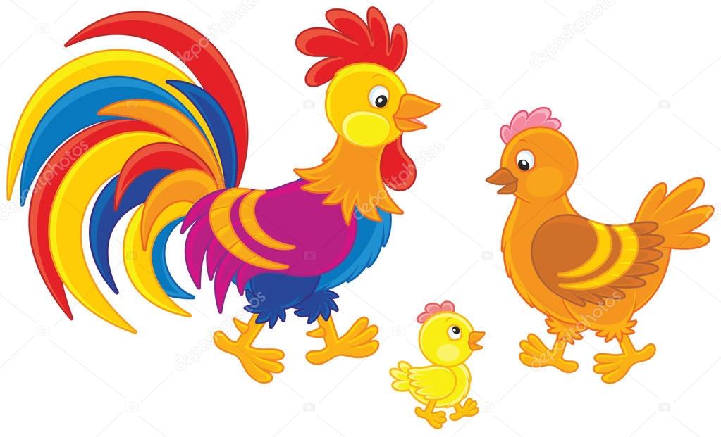 Funny family of a brightly colored rooster, a cute hen and a little chick
