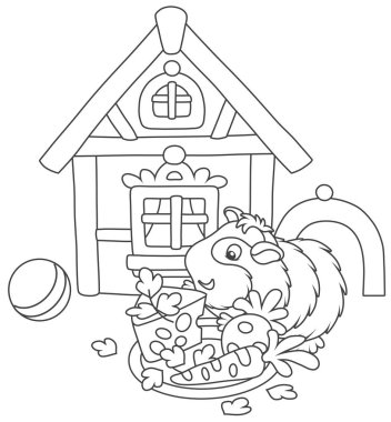 Küçük şişman cavy peynir, havuç ve pancar onun evinin önünde yeme