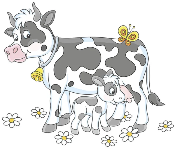 Χαμογελώντας Στίγματα Αγελάδα Και Μικρό Μοσχάρι Πόσιμο Γάλα Εικονογράφηση Διάνυσμα — Διανυσματικό Αρχείο