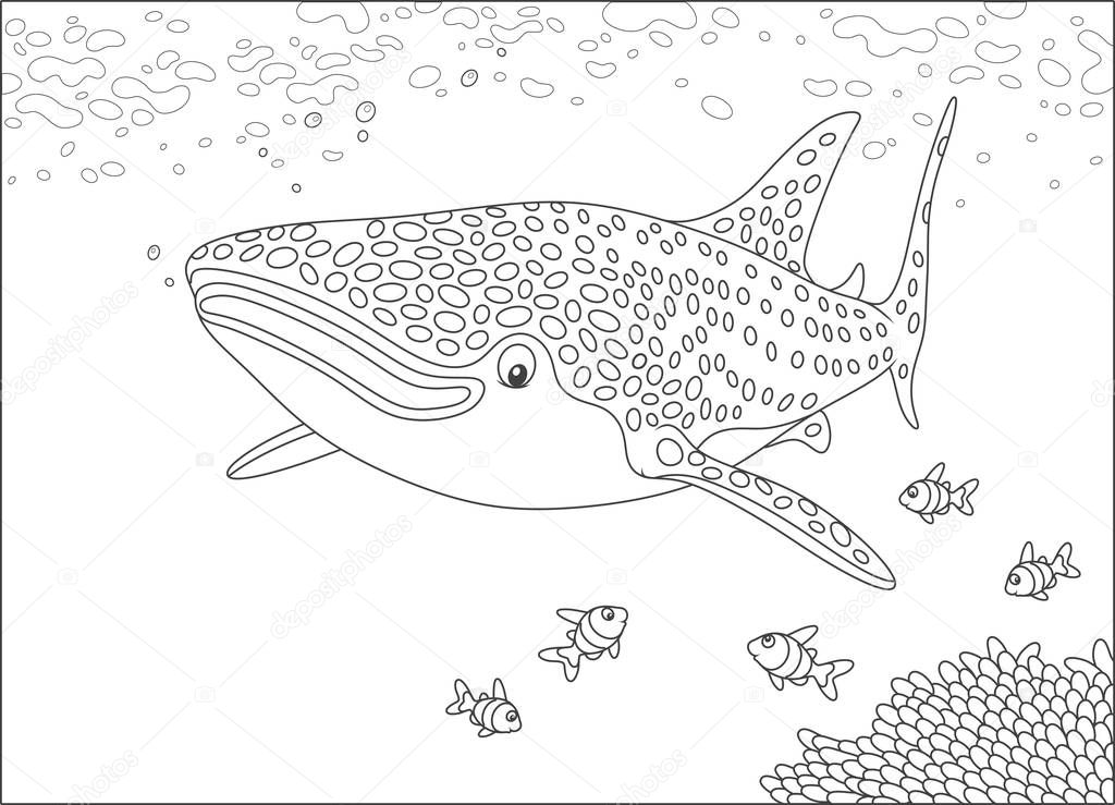 Big whale shark and small coral fishes swimming over a reef in a tropical sea, black and white vector illustration 