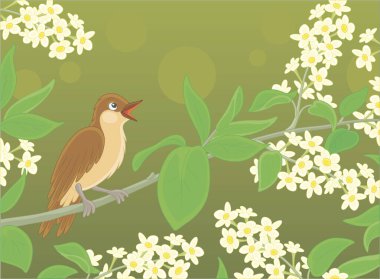 Small singing nightingale perched on a branch with white flowers of a spring blooming tree, vector cartoon illustration clipart