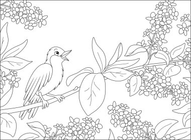Small singing nightingale perched on a branch with flowers of a spring blooming tree, black and white vector cartoon illustration for a coloring book page clipart