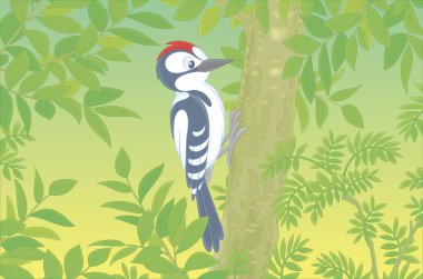 Funny woodpecker climbing on a tree and drumming a trunk to find insects for dinner in a green summer forest, vector cartoon illustration clipart