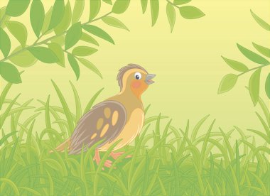 Sıcak bir yaz gününde yeşil çimlerde yürüyen kahverengi kamufle tüylü küçük bıldırcın, vektör karikatür çizimi