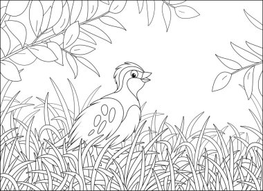 Small quail with camouflaged plumage walking in thick grass of a forest glade on a warm summer day, black and white vector cartoon illustration for a coloring book page clipart