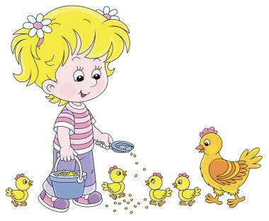 Küçük kız çiftçi elinde bir kova tahılla ayakta duruyor ve küçük sarı civciv yavrularını besliyor ve tavuk çiftliğinde şirin bir tavuk, beyaz arka planda vektör karikatür çizimi