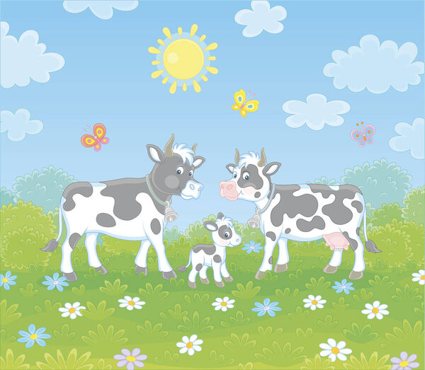 Spotted black and white cow, a bull and a small calf walking on lush grass among color flowers and flittering butterflies on a green summer field on a sunny day, vector cartoon illustration