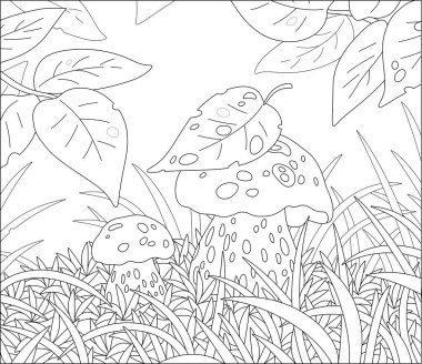 Çimlerin arasında saklanan iki kalın, yenilebilir mantar güzel bir ormanın açıklığında, bir boyama kitabı sayfası için siyah ve beyaz ana hatlı vektör çizimi