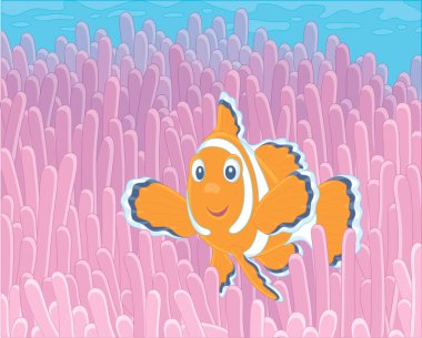 Komik çizgili anemonik balığı, tropikal bir denizde, renkli bir mercan resifinin mavi suyunda pembe bir şakayığın parlak zehirli iğnelerinin arasında yüzüyor.