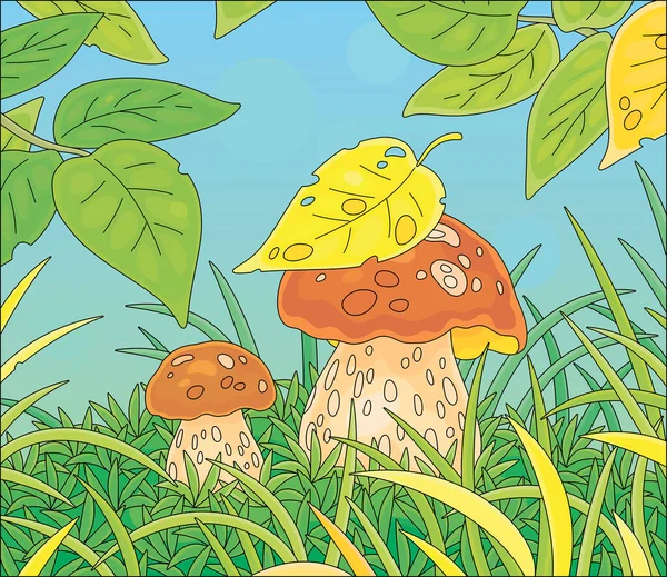 两个厚实的食用菌藏在一片美丽的森林沼泽地的绿草中 病媒卡通画 — 图库矢量图片