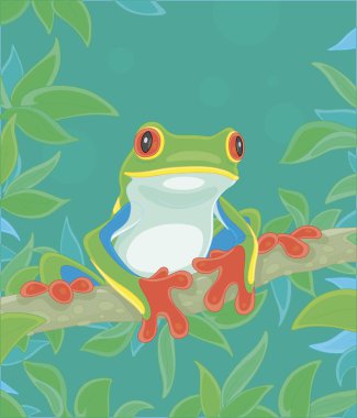 Funny colorful and poisonous frog sitting on a green tree branch in a wild tropical jungle, vector cartoon illustration clipart