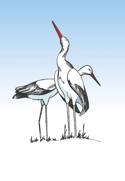 Paar Van Storks Hand Drawning Afbeelding — Stockvector