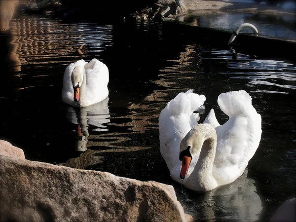 Swans on the lake — Stock Photo, Image