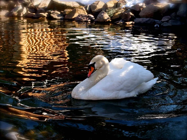White swan alone — Stock Photo, Image