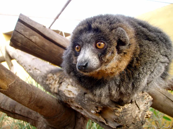 Lemur en el parque zoológico —  Fotos de Stock