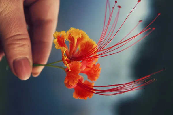 ดอกไม้สดในมือ — ภาพถ่ายสต็อก