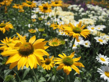 Bir papatya, beyaz ve sarı bir çiçek