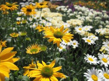 Bir papatya, beyaz ve sarı bir çiçek
