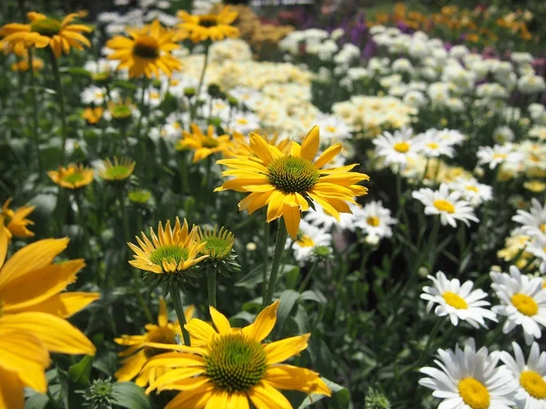 Bir papatya, beyaz ve sarı bir çiçek