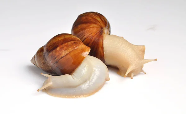 Caracol Ahatina — Foto de Stock