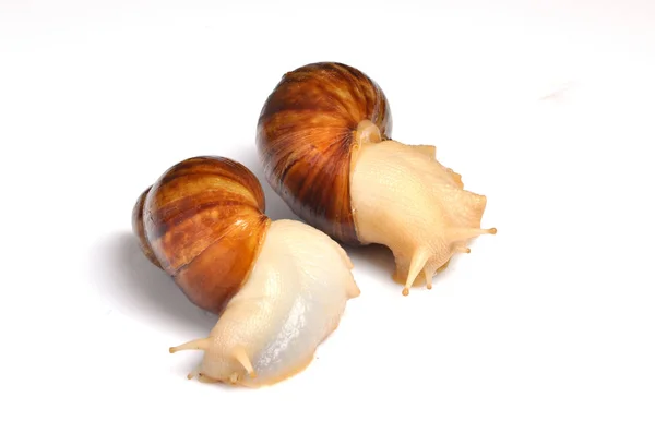 两个蜗牛 Akhatin, 免版税图库图片
