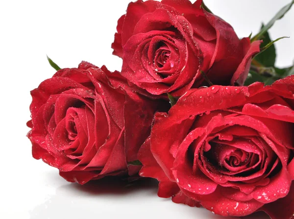 Κόκκινα τριαντάφυλλα με σταγόνες σε λευκό φόντο Royalty Free Φωτογραφίες Αρχείου