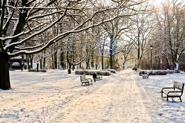 Beautiful park in winter