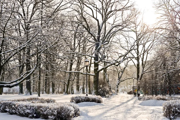 Belo parque no inverno — Fotografia de Stock