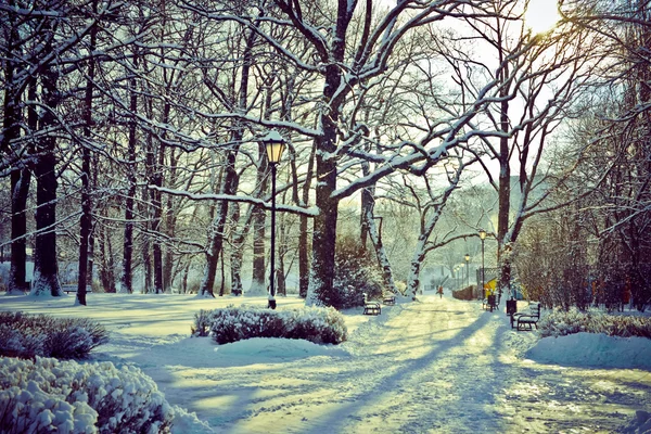 Beautiful park in winter — Stock Photo, Image