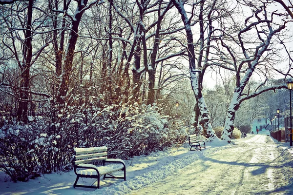 Beautiful park in winter — Stock Photo, Image