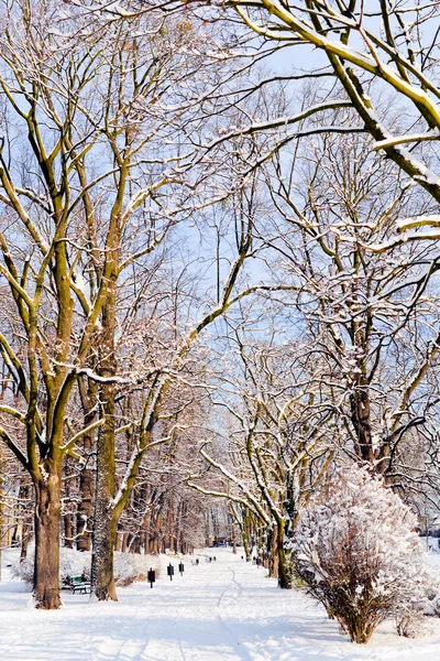 Beautiful park in winter — Stock Photo, Image