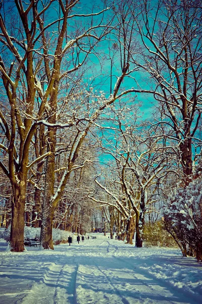 Prachtig park in de winter — Stockfoto