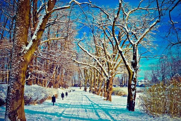 Belo parque no inverno — Fotografia de Stock